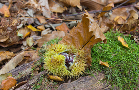 快速原型设计的一秒发1000条手机号的软件